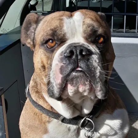 Ferienwohnung-wieber * Kappel-Grafenhausen